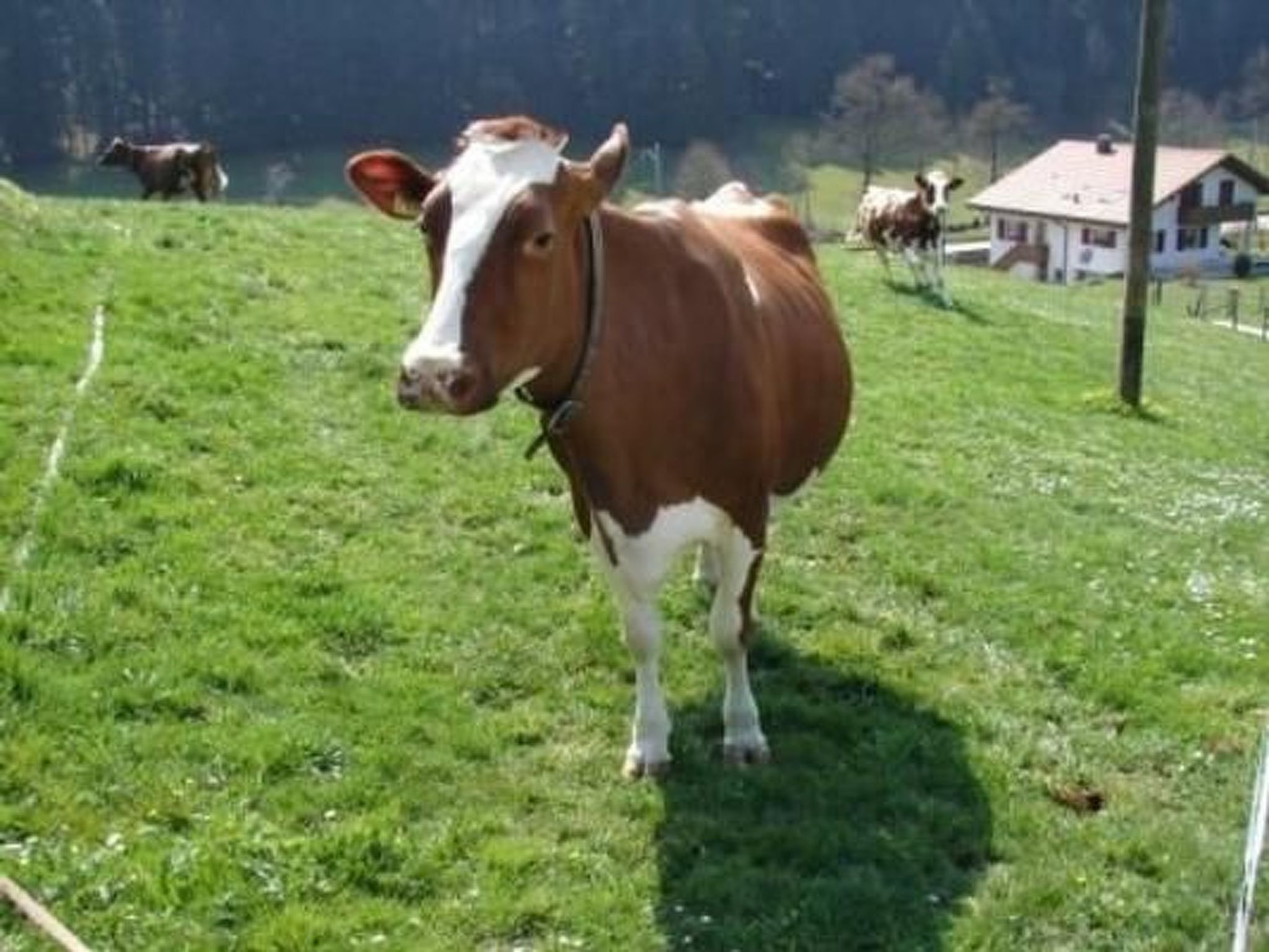 Une vache se tient dans un champ herbeux, avec une maison en arrière-plan.