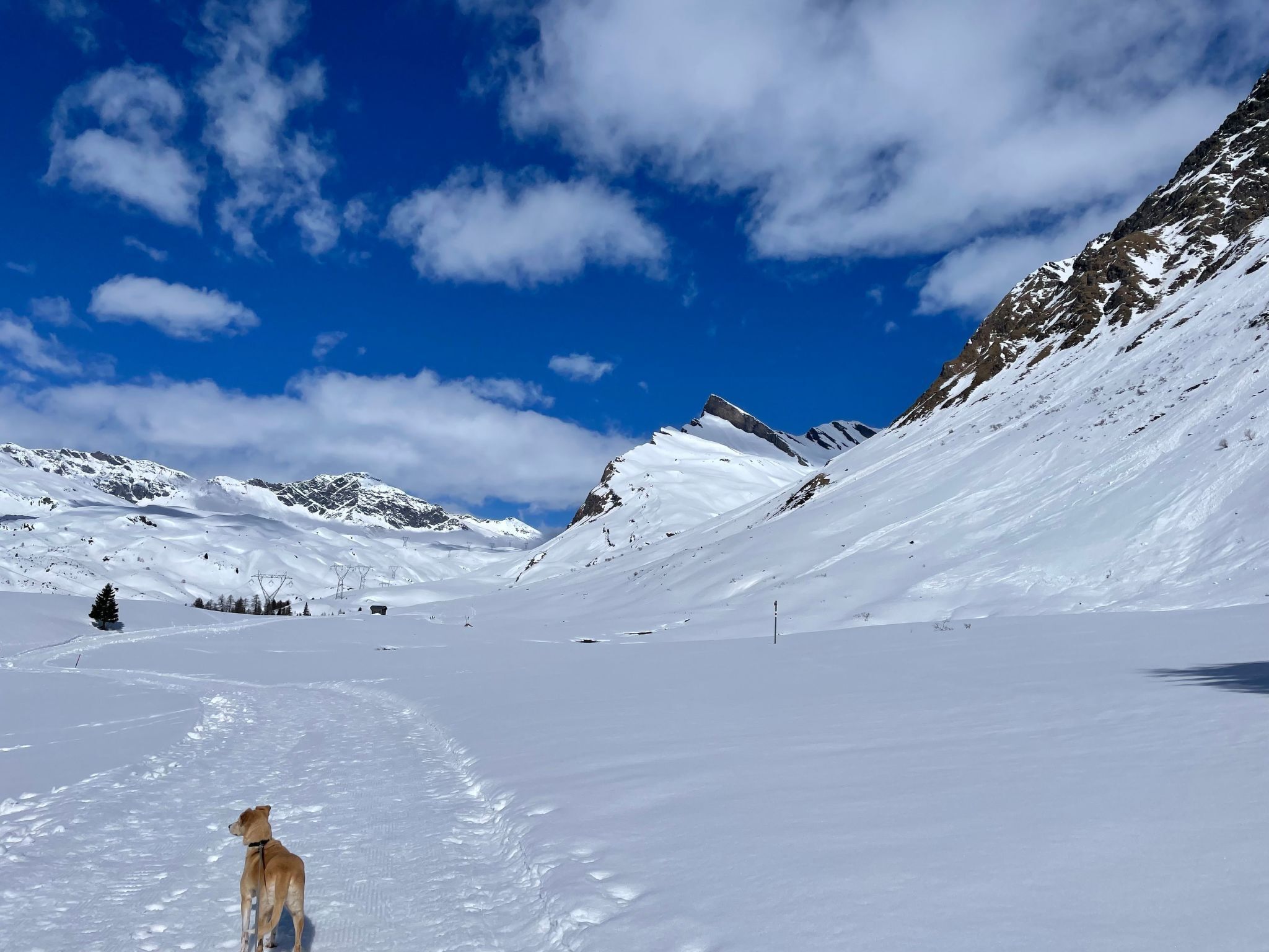 Un paysage de montagne enneigé, avec un chien qui se promène sur un sentier dégagé.