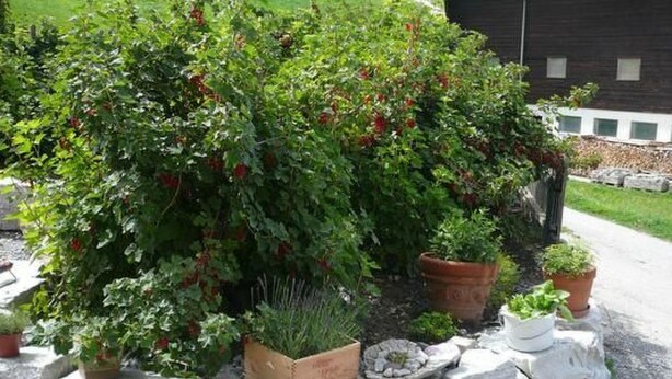 Een tuin met diverse planten en een stenen muur.