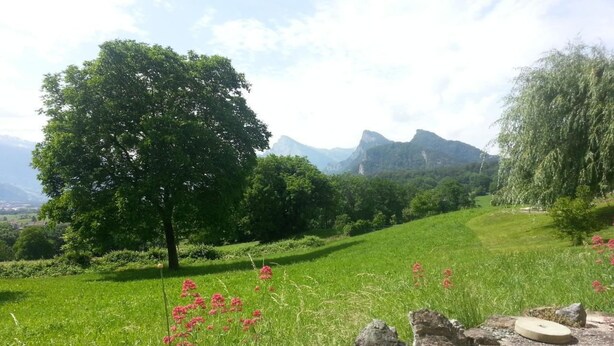 A grassy landscape with a large tree, scattered rocks, and a distant mountain range.