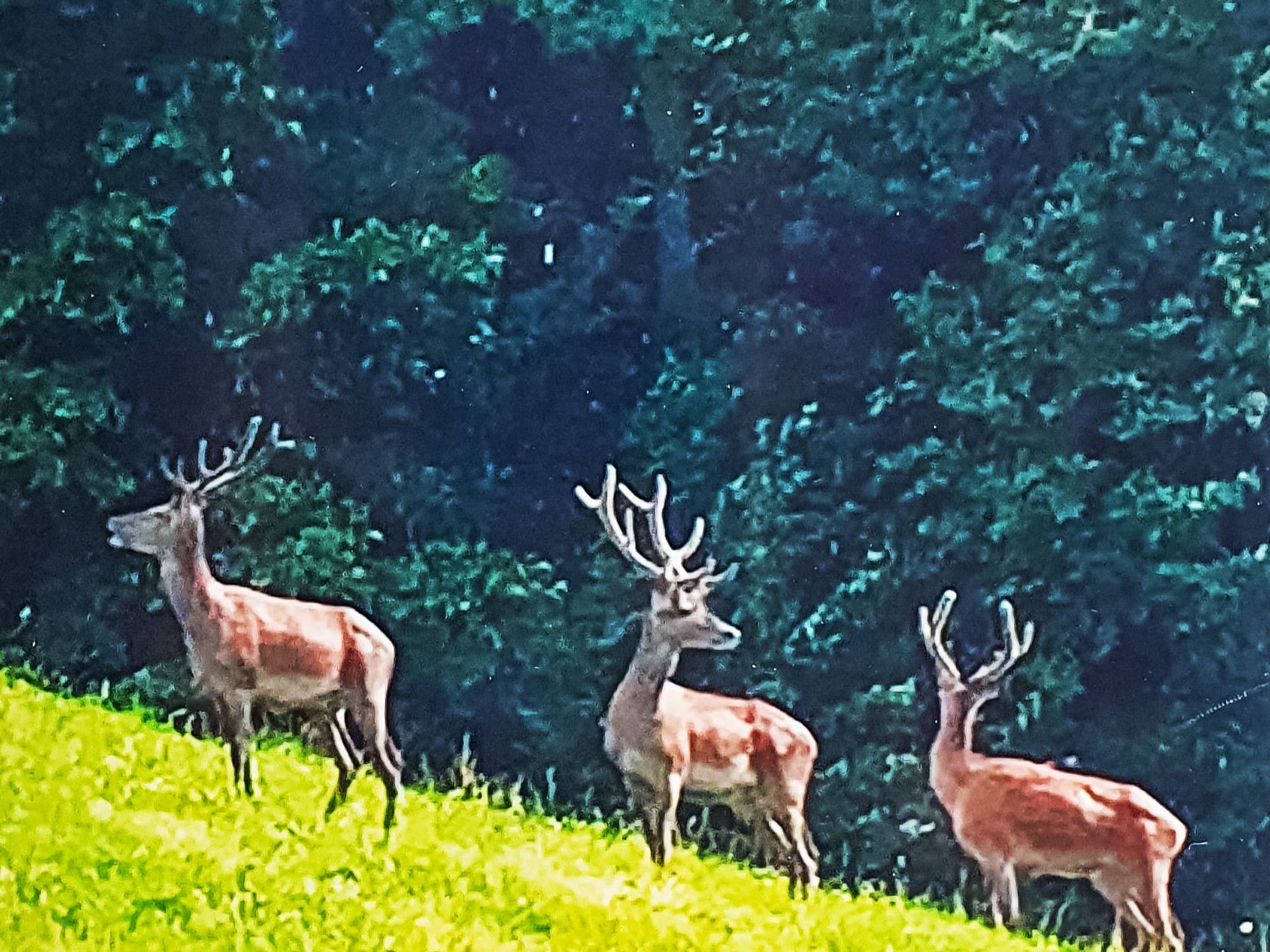 Three deer on a grassy slope with dense trees in the background.