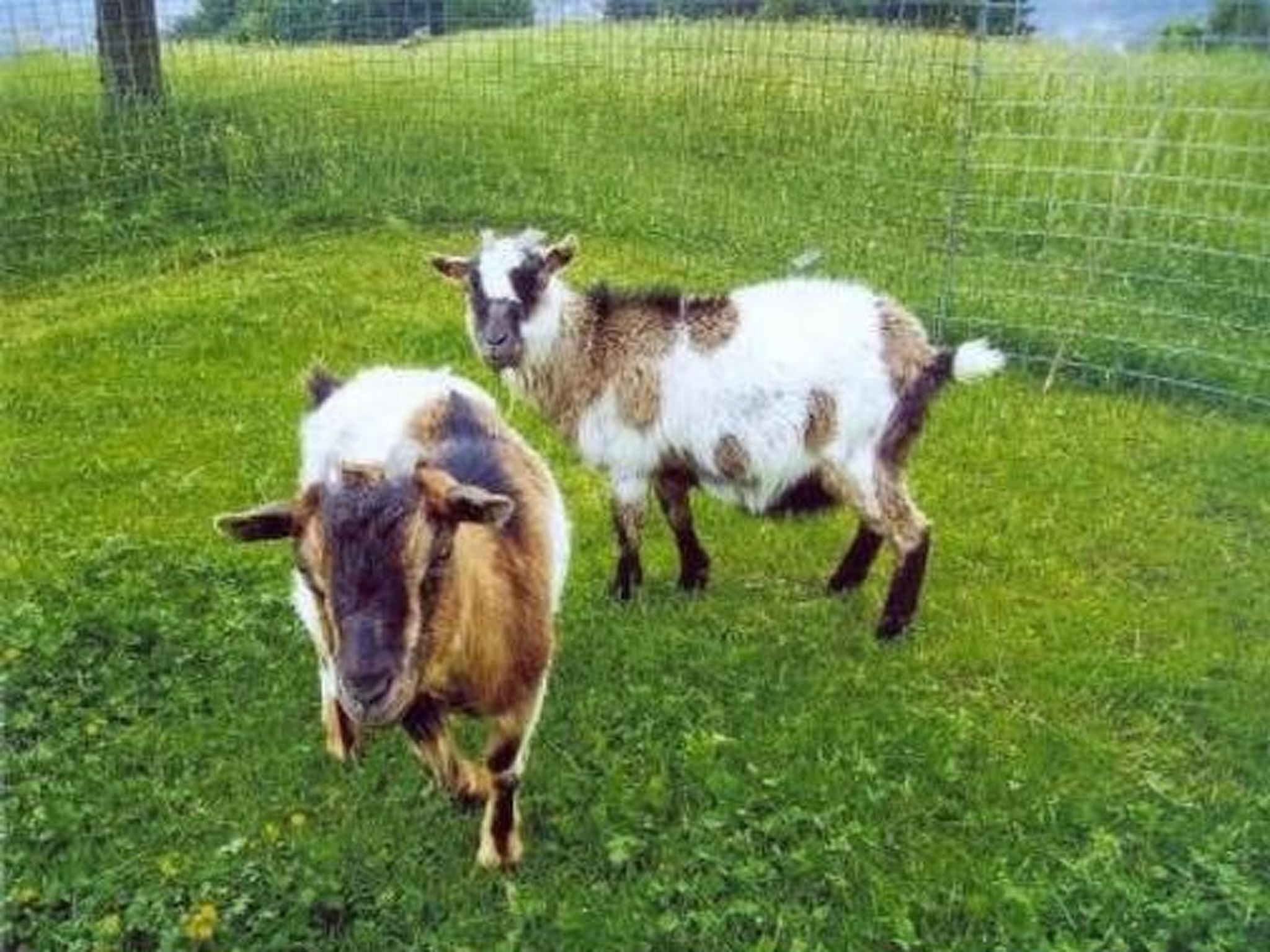 Two goats in a grassy enclosure with a wire fence.