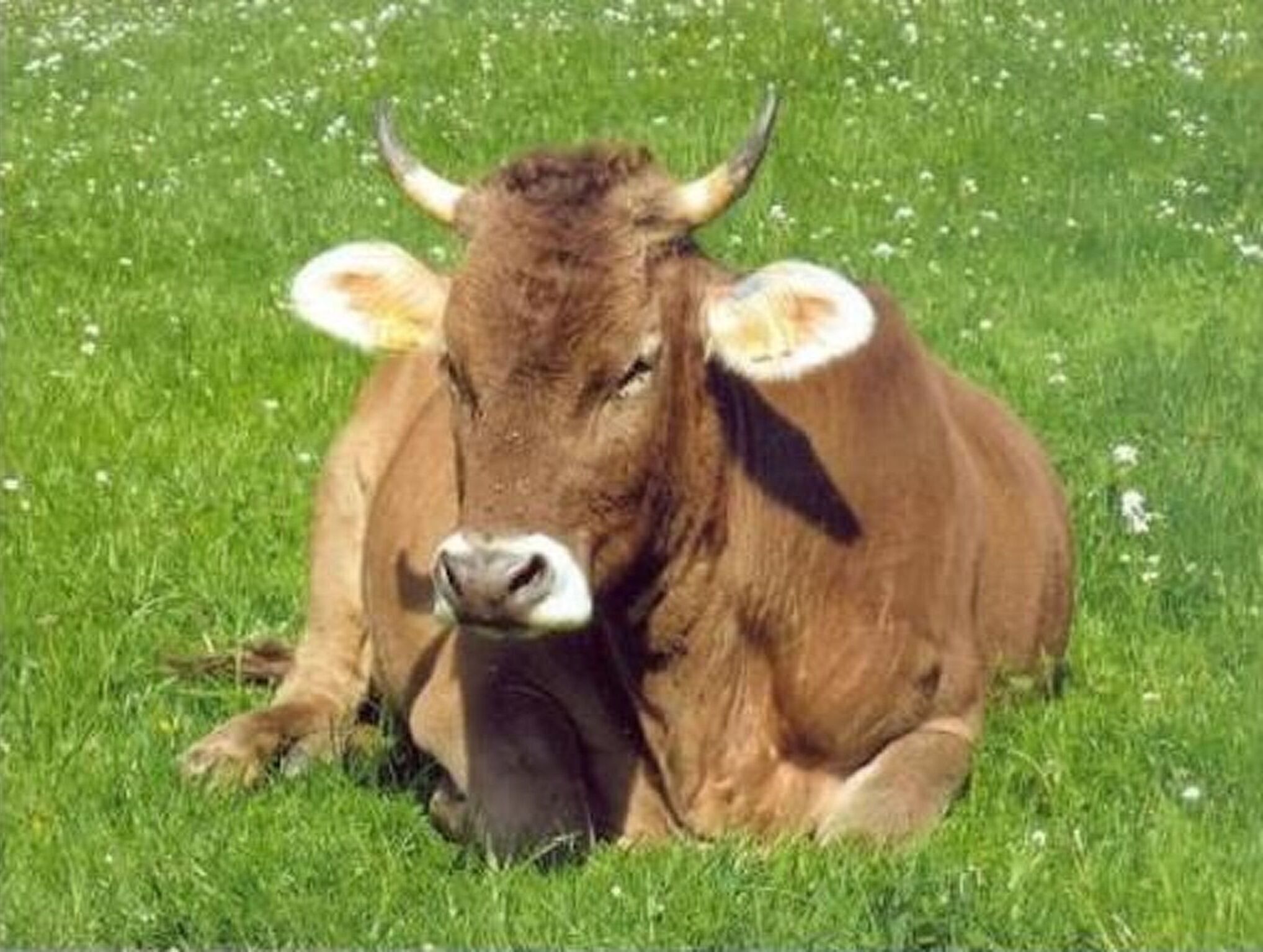 Une vache allongée dans l’herbe.