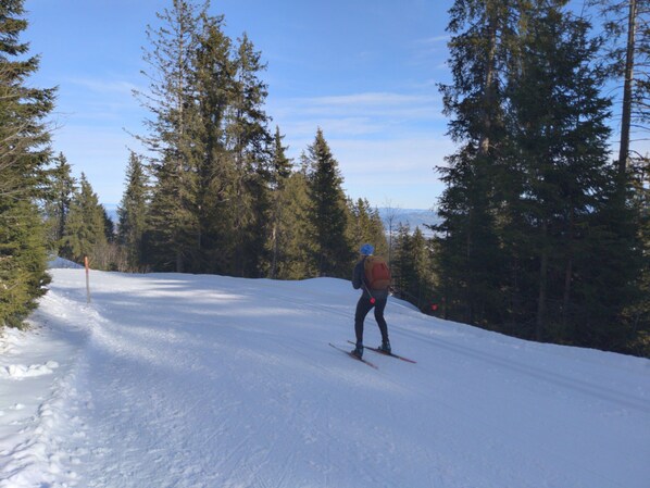 Une personne fait du ski sur une pente enneigée, entourée de grands arbres à feuilles persistantes.