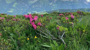 Eine Berglandschaft mit Blick auf schneebedeckte Gipfel und einem Vordergrund aus rosa Blüten und grüner Vegetation.