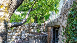 Estructura de piedra con una puerta de metal, rodeada de follaje y un árbol.