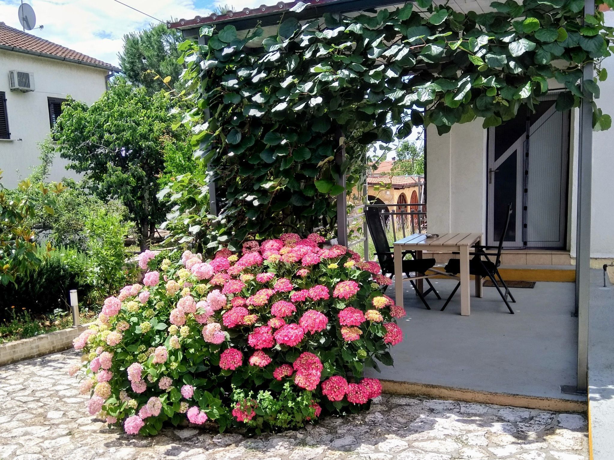 A garden with pink hydrangeas and a pergola covered in ivy.