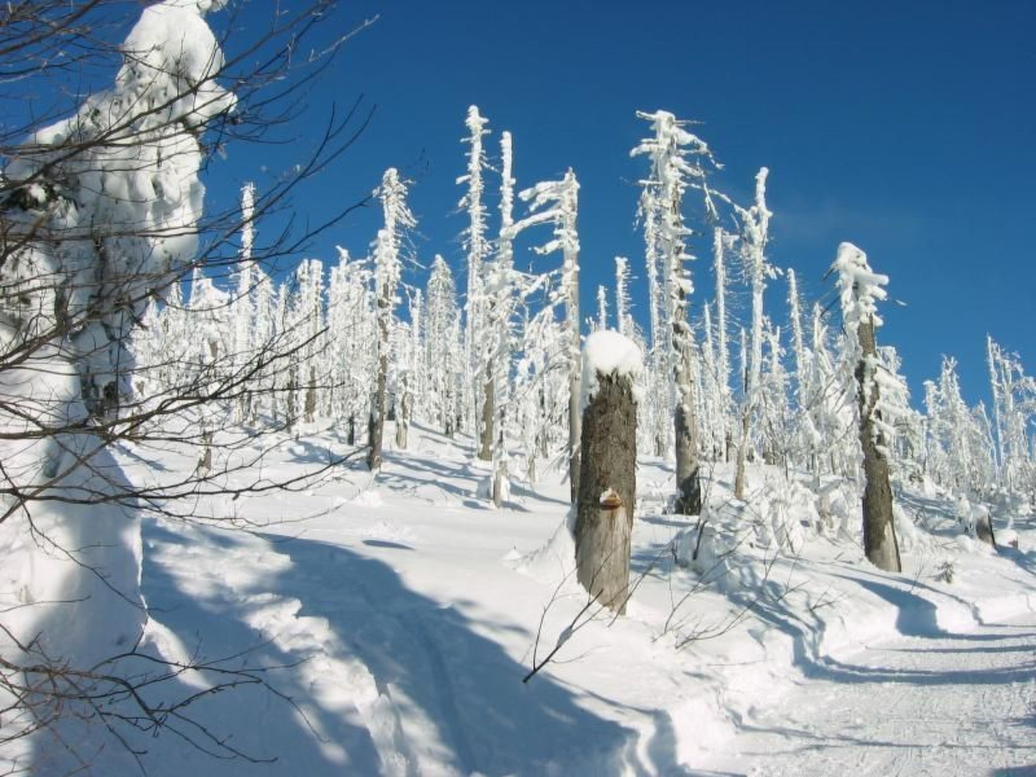 Un bosque nevado con árboles altos cubiertos de nieve y un cielo azul despejado.
