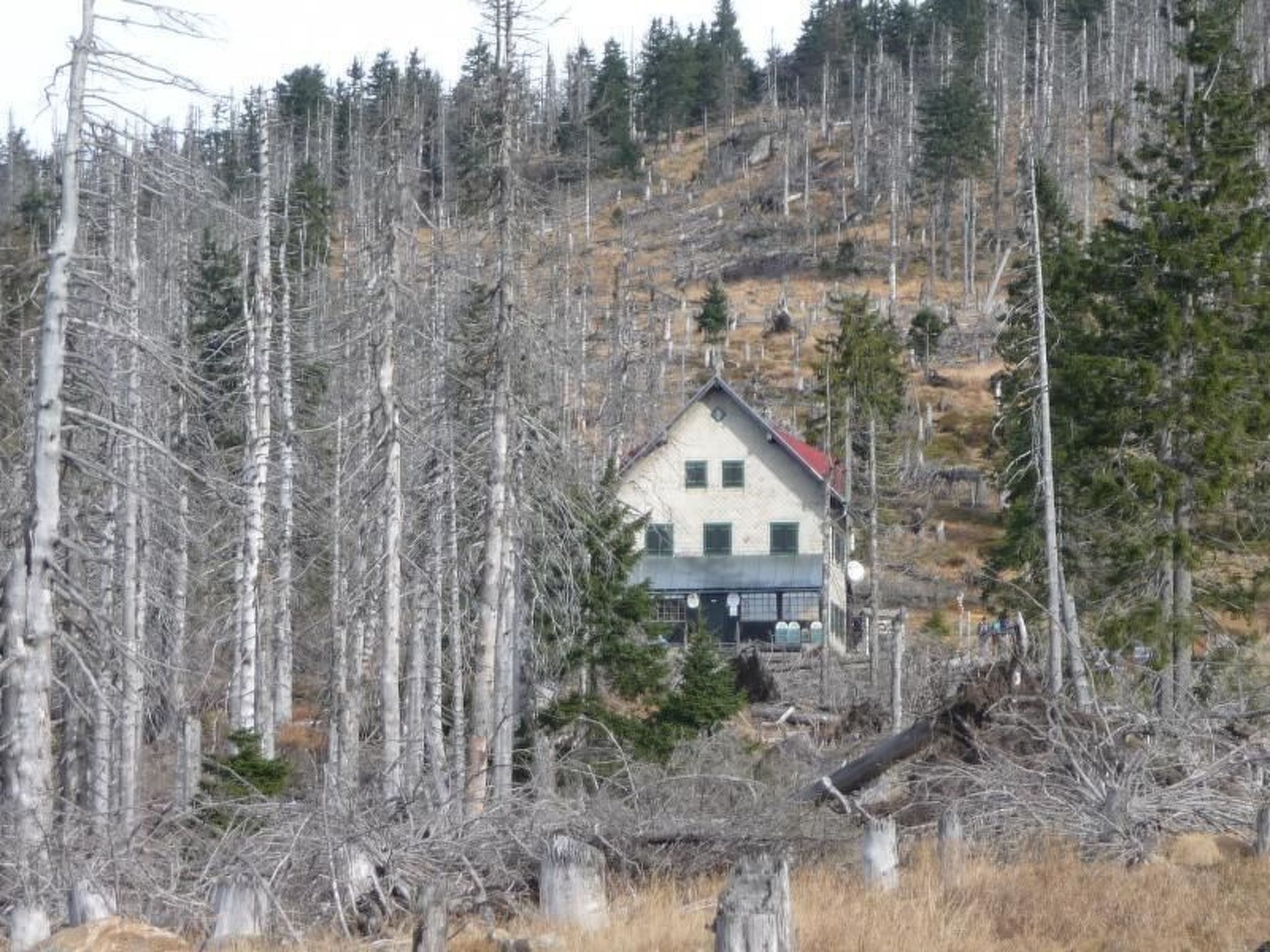 Una casa rodeada por un bosque de árboles secos.