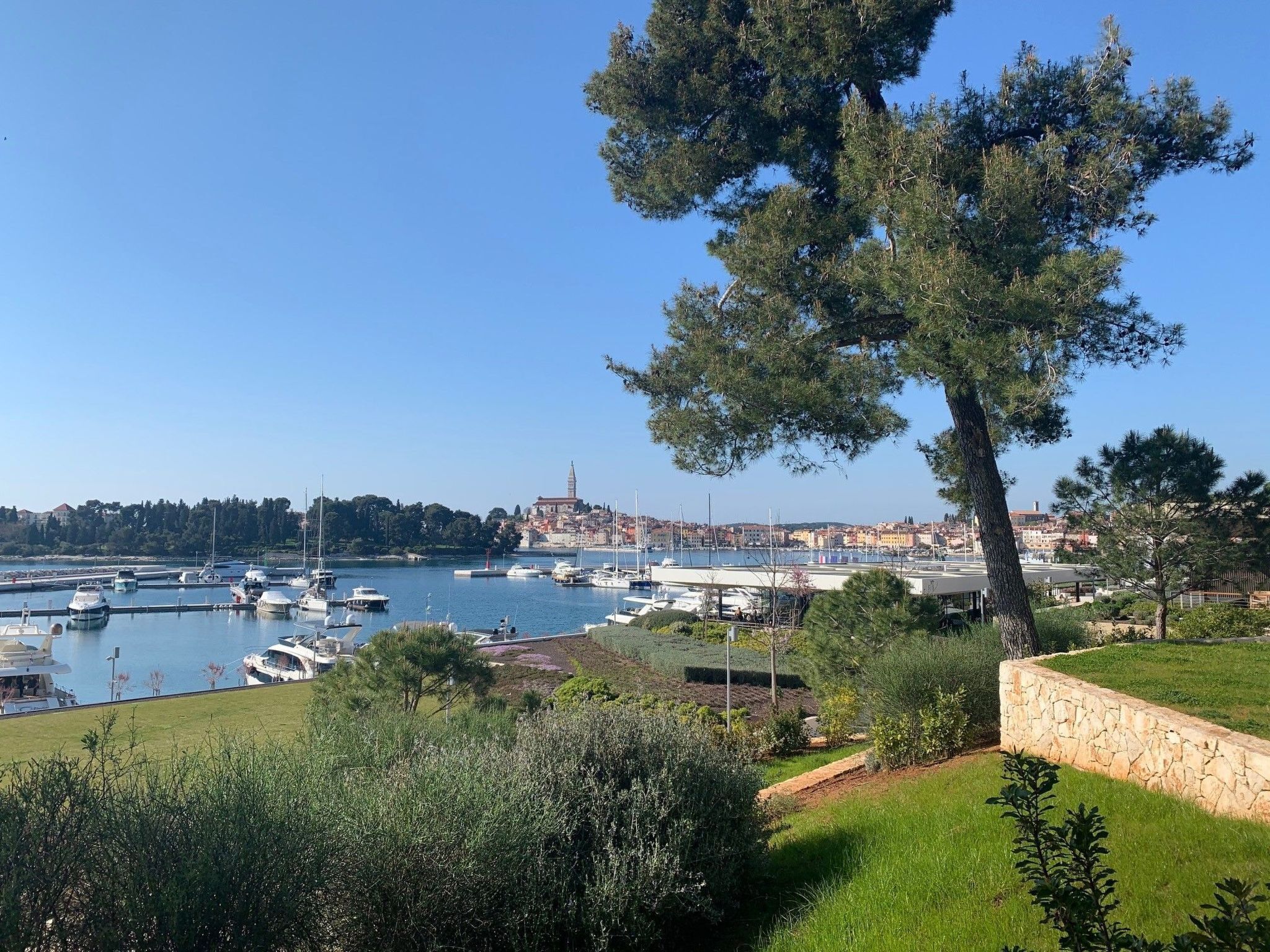 Un puerto deportivo con barcos amarrados, un árbol grande en primer plano y un paisaje urbano al fondo.