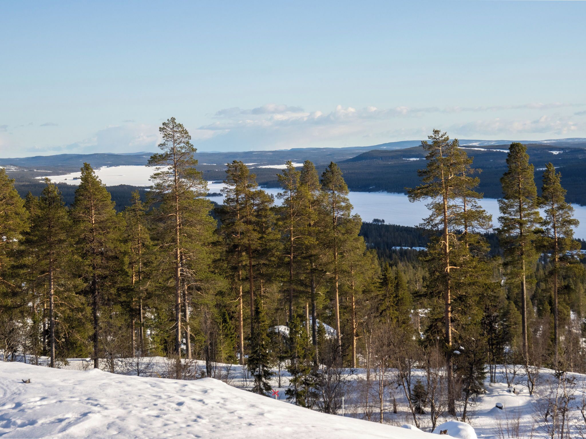Et snøklædt landskab med høje fyrretræer og en fjerndelt sø.