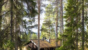 Un chalet rustique entouré de grands arbres à feuilles persistantes, offrant une vue dégagée sur la forêt environnante.
