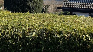Ein Haus mit Ziegeldach, ein großer Baum und ein See im Hintergrund.
