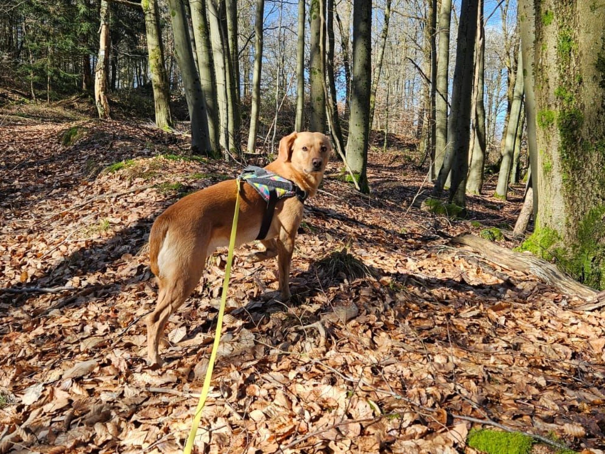 Haustierfreundlich