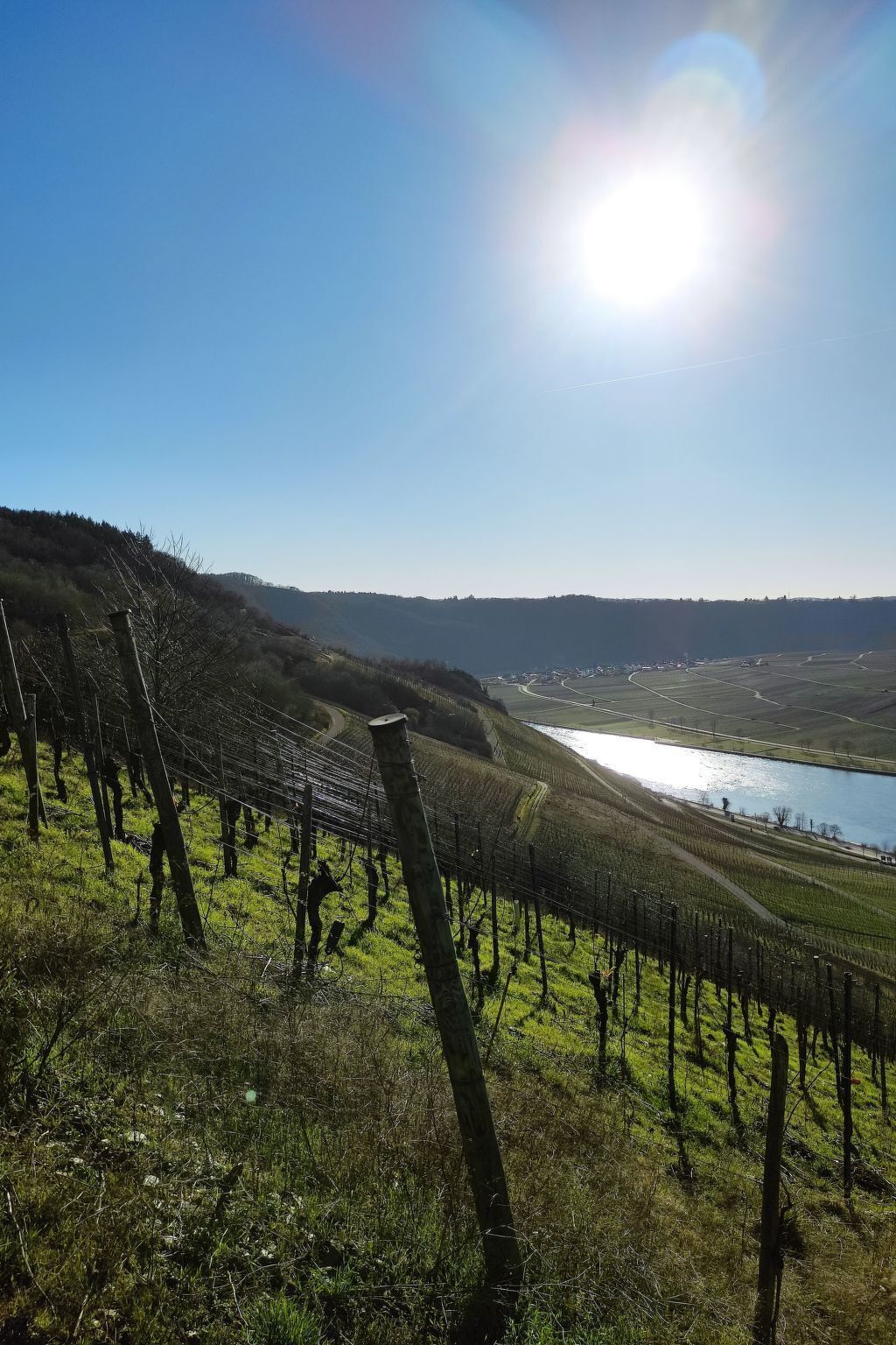 A vineyard with rows of grapevines and a body of water in the background.