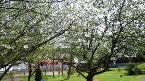 En have med blomstrende træer og en bygning i baggrunden.