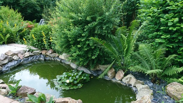 Um lago rodeado por pedras e diversas plantas.