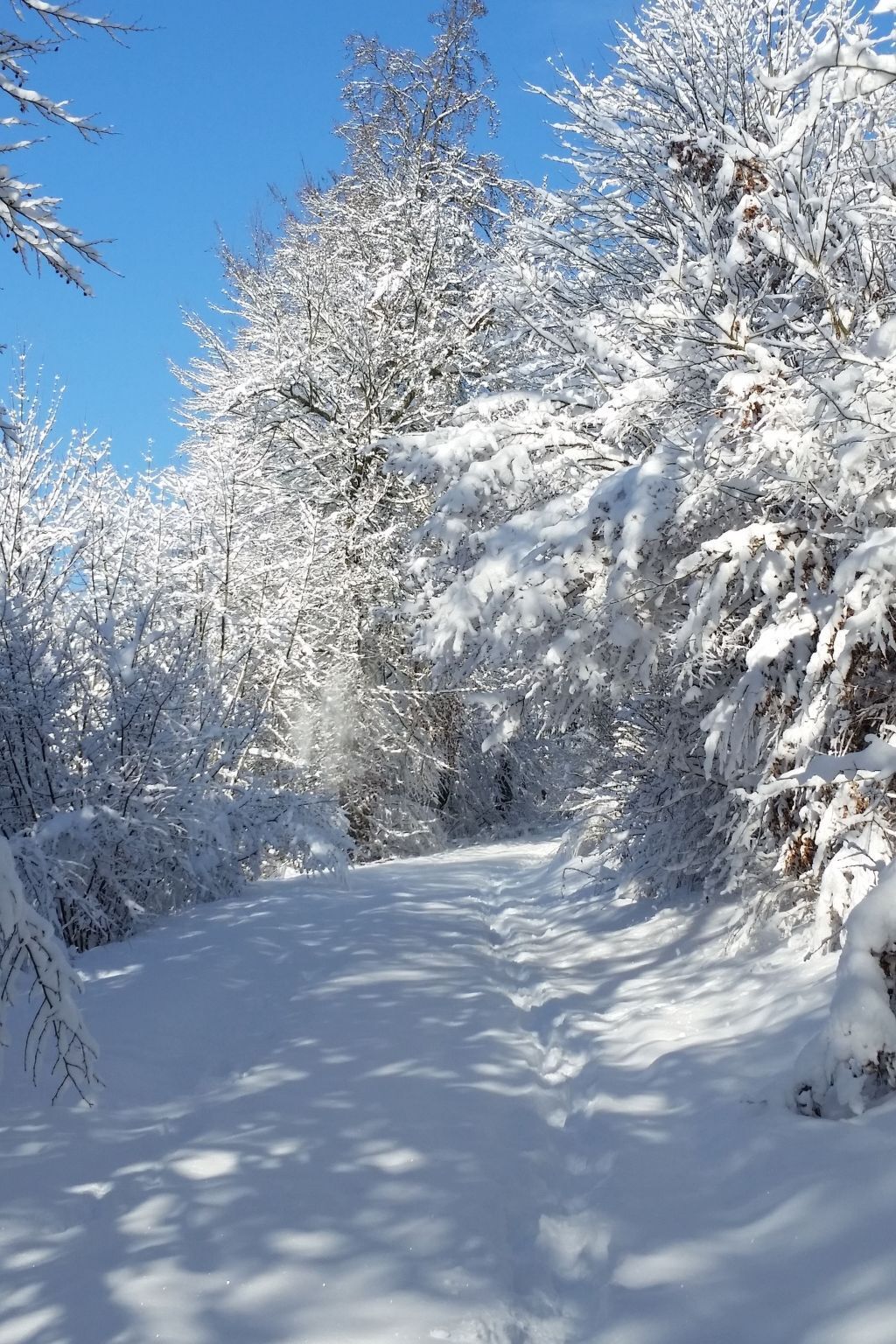 A snow-covered path flanked by trees.