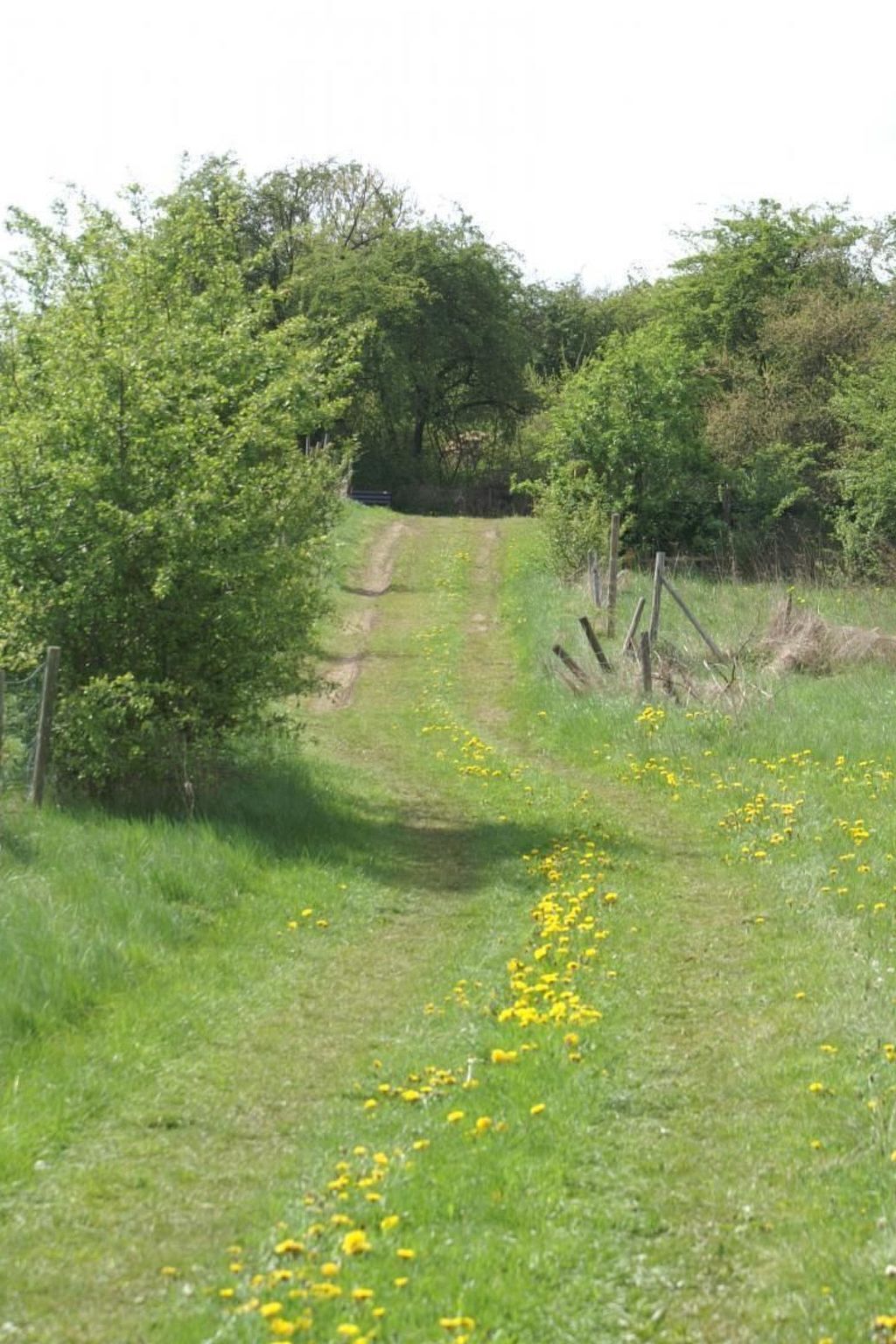 A rural path with grass and yellow flowers, surrounded by trees and a fence.