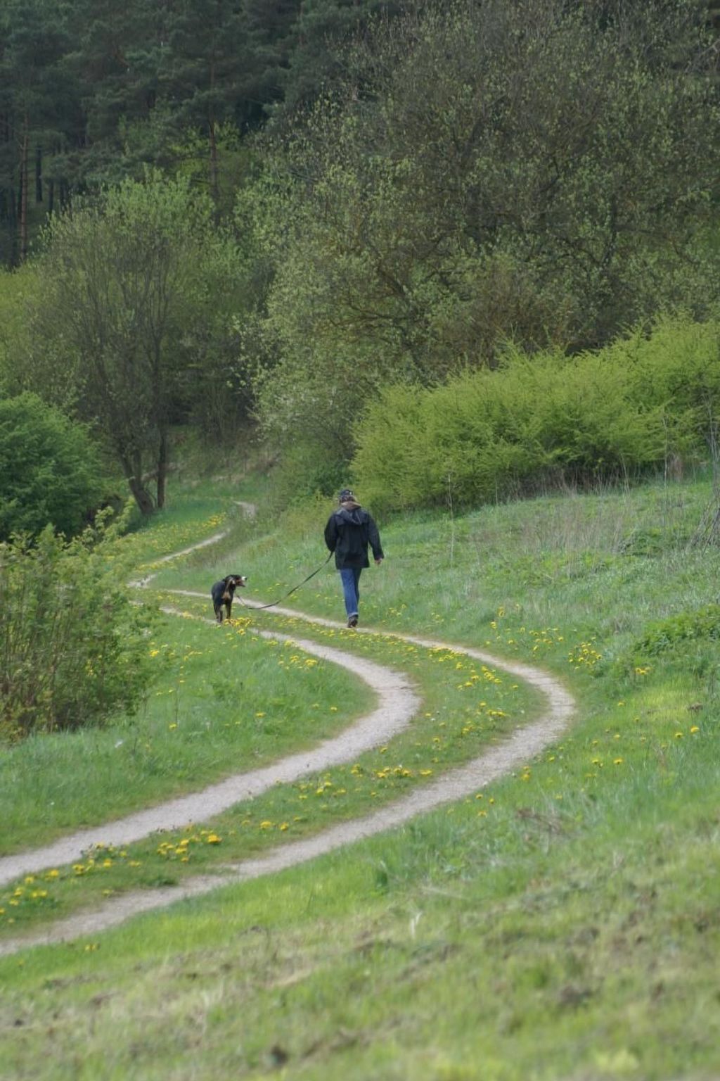 A person walking a dog on a winding path through a green landscape with trees and bushes.