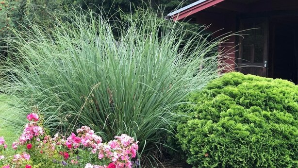 A garden with various plants, including tall grass, pink flowers, and a neatly trimmed bush. - Natur pur am Veb´nekoten by Interhome (Niederkrüchten)