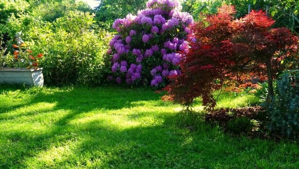 Un jardín con césped verde, flores púrpuras y follaje rojo.