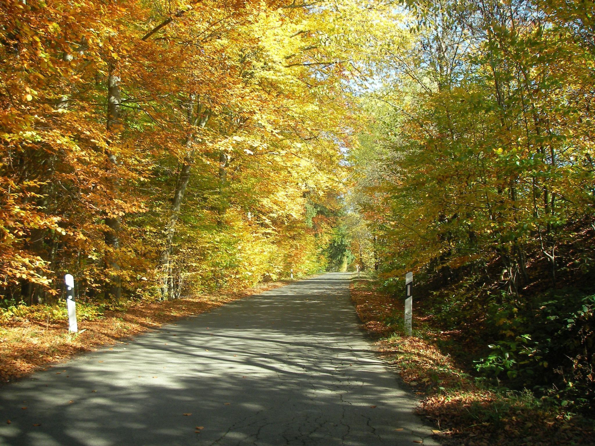Une route asphaltée bordée d’arbres aux feuilles d’automne.
