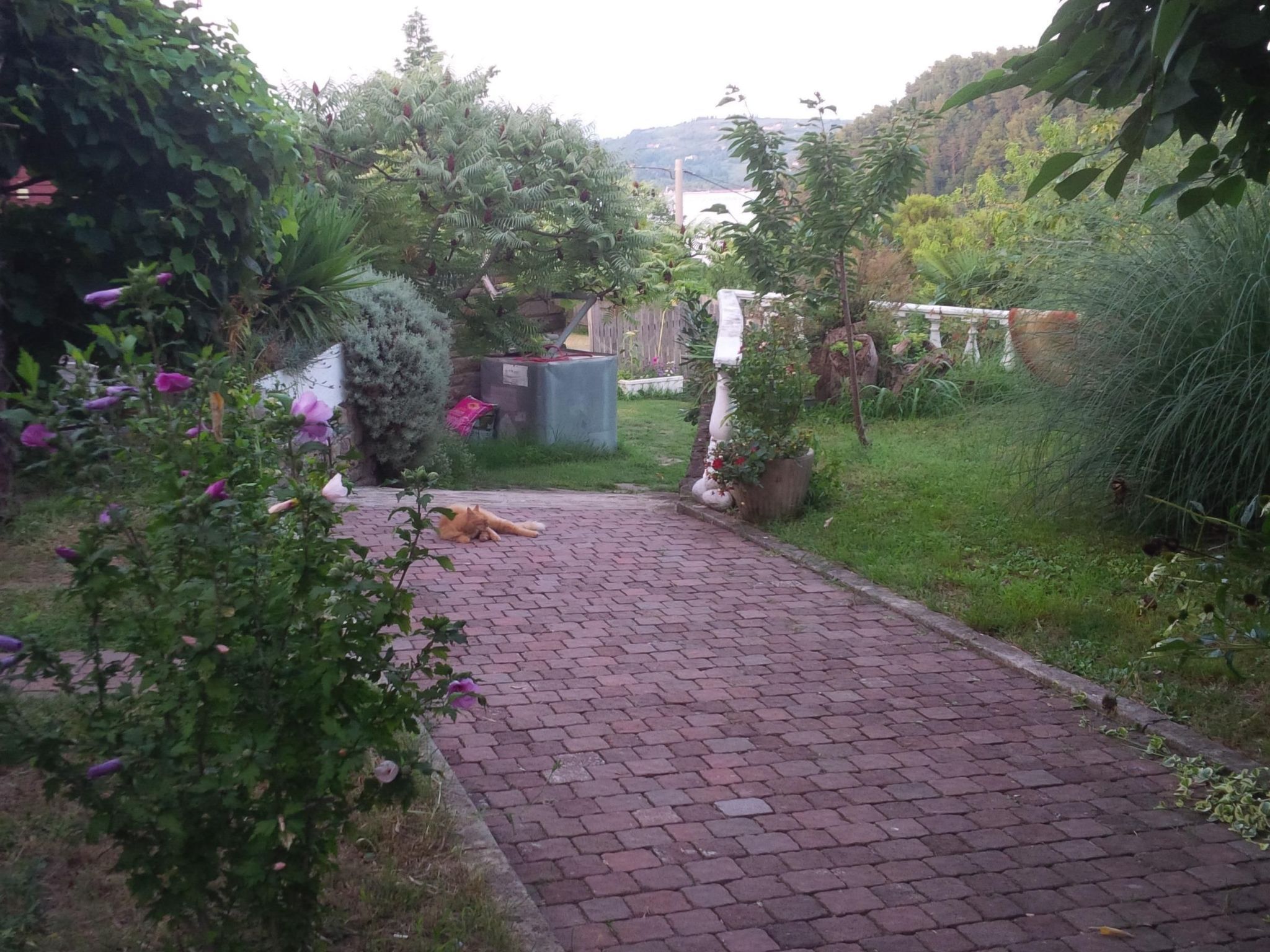 Een geplaveide tuinpad met een kat die op de grond ligt, omringd door weelderige begroeiing en bloeiende planten.