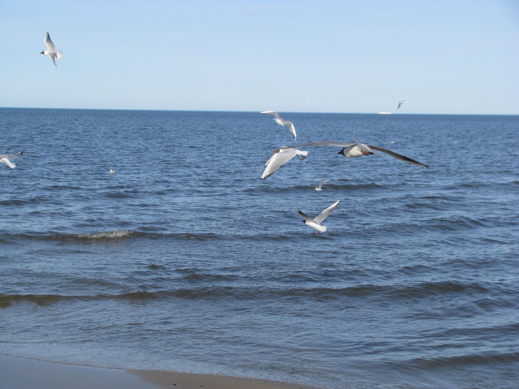 Een strand met golven en meeuwen die boven het water vliegen.
