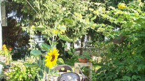 Ein Garten mit Topfpflanzen und einem Metallstuhl.