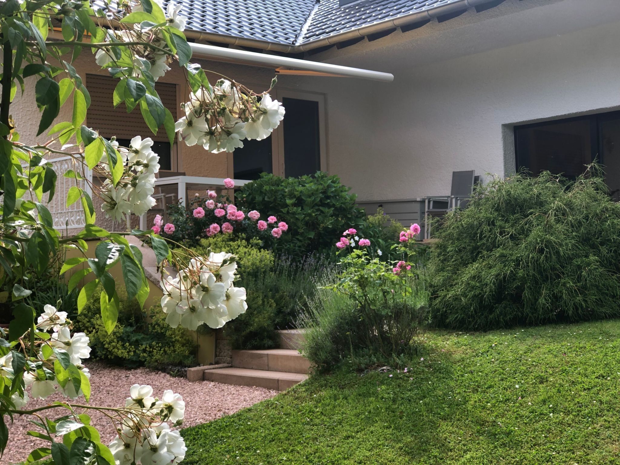 A residential garden with a house, a paved pathway, and various flowering plants.