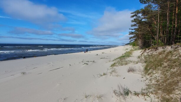 Een strand met duinen, een heldere lucht en een rij bomen.