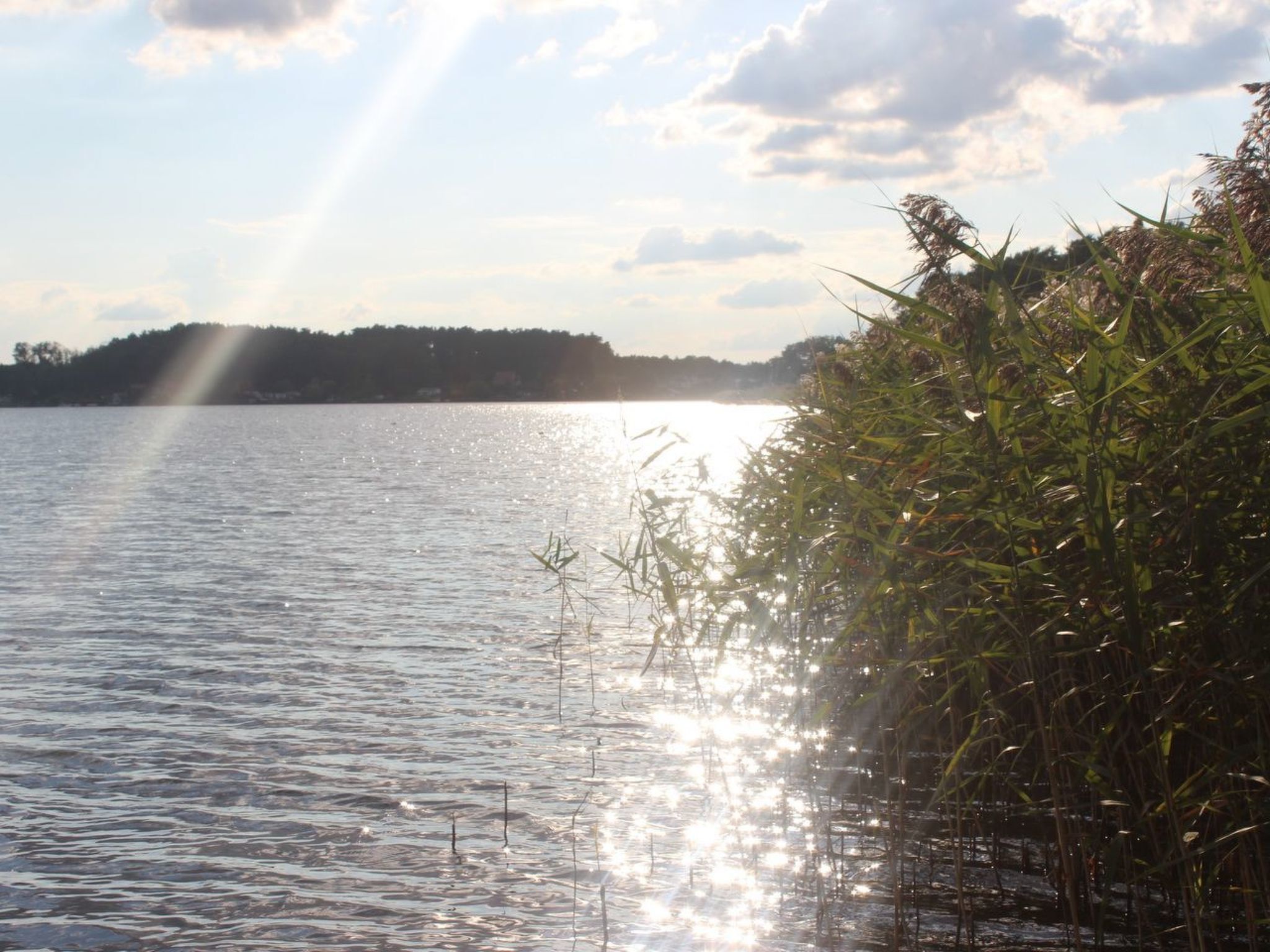 A calm lake with sunlight reflecting off the water, surrounded by dense reeds and a distant tree line.