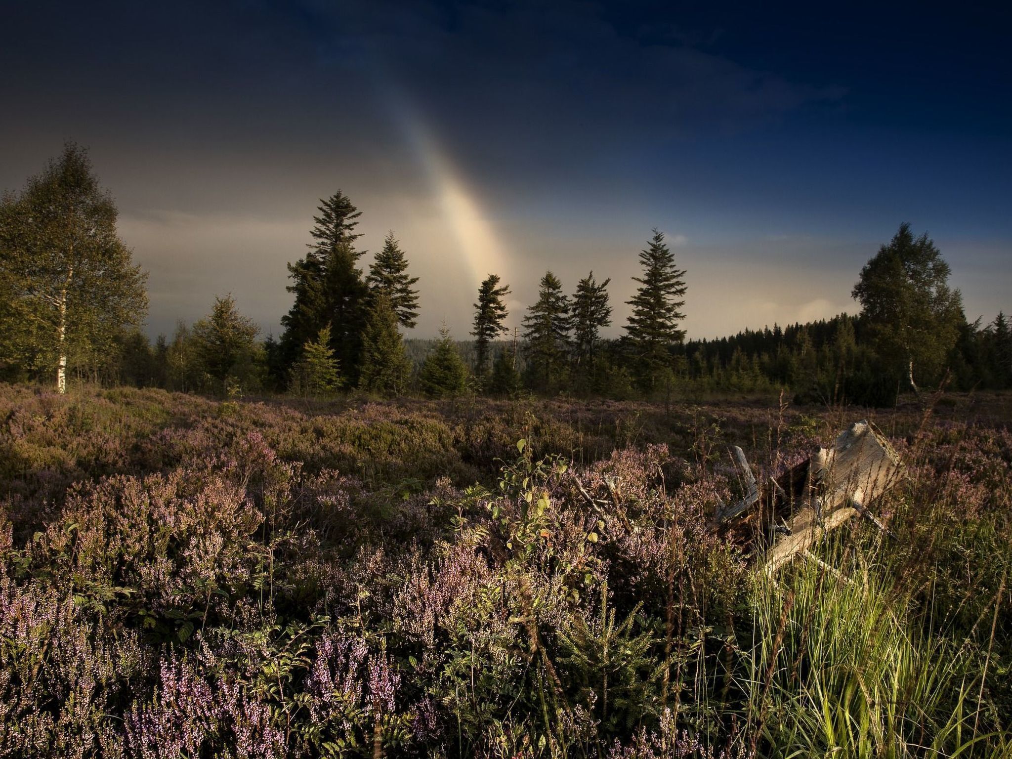 Ett vackert naturlandskap med många olika trädslag och en äng full av lila blommor.