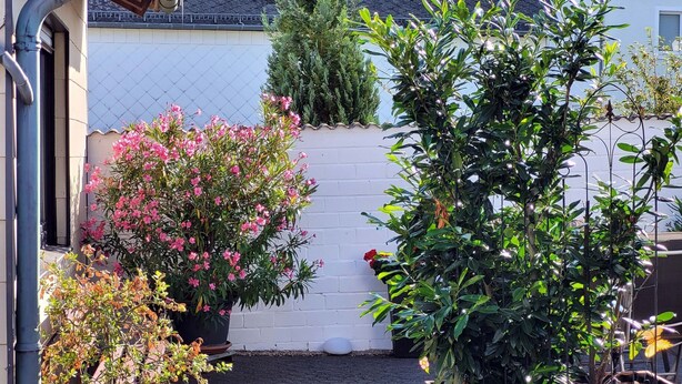 Ein Garten mit Kübelpflanzen und einer weißen Mauer.