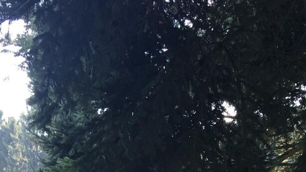 Un jardín con valla de madera, un sendero y un árbol grande.
