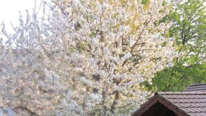 Een tuin met een grote bloeiende boom, een prieel en een geplaveid pad.