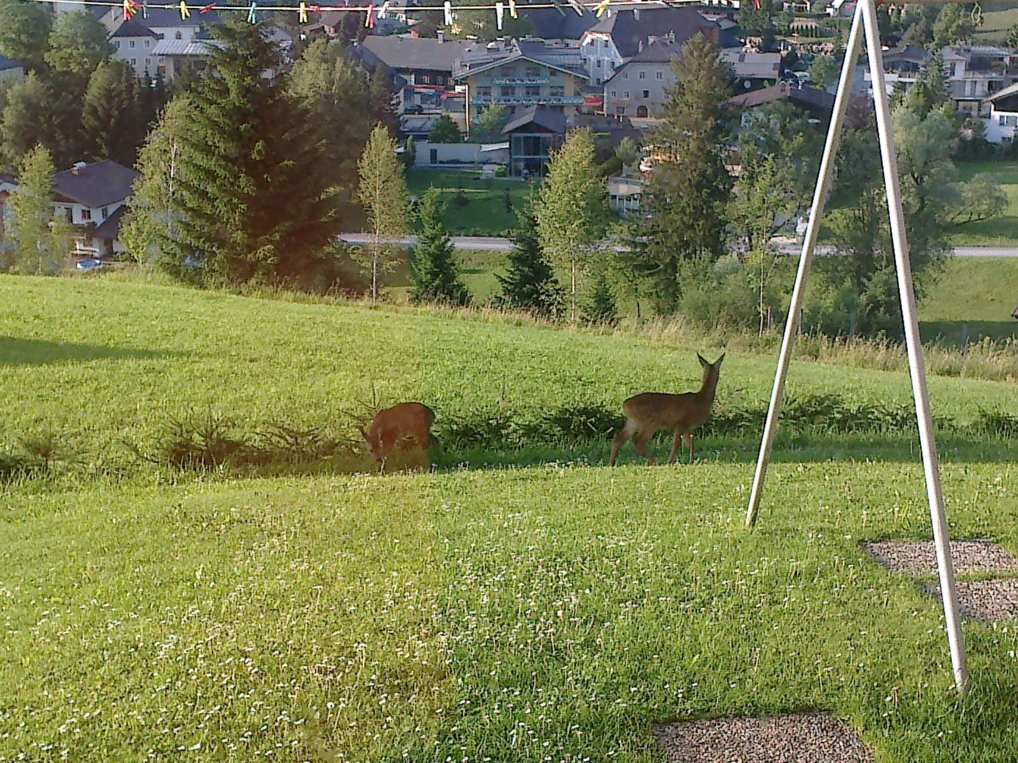 Ein grünes Feld mit zwei Hirschen, im Hintergrund eine Wohngegend und im Vordergrund ein hoher Pfosten.