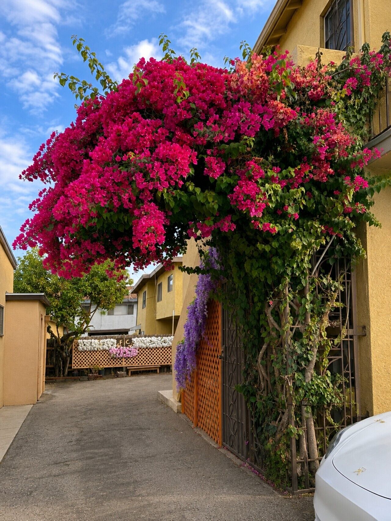 A residential area with a yellow building, a white car parked in front, and a large flowering bush.