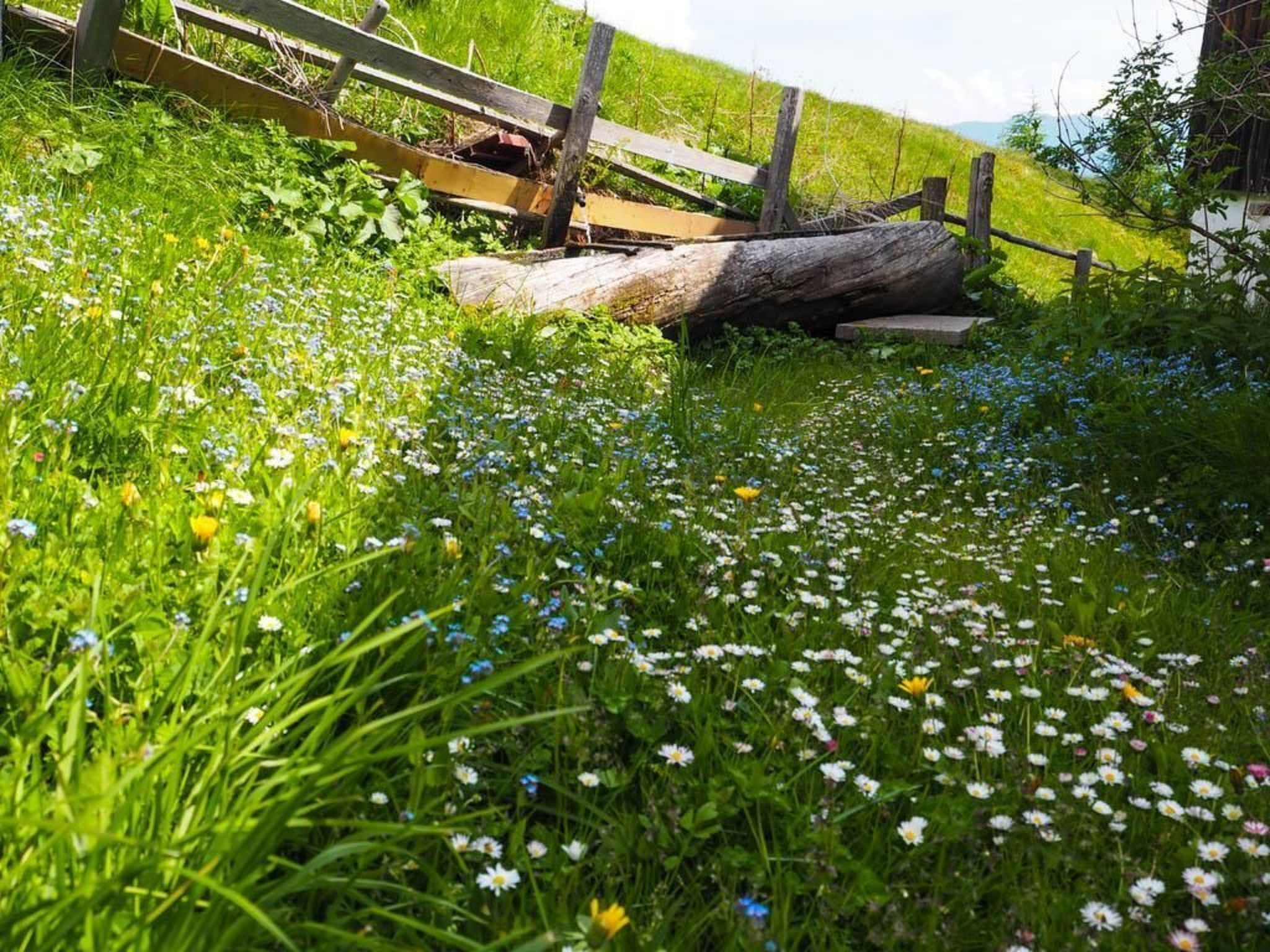 A grassy field with a wooden fence and a fallen log.