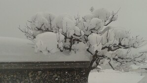 A snow-covered tree in front of a stone building. - Ehrwalder Sonnenhof by Interhome (Ehrwald)