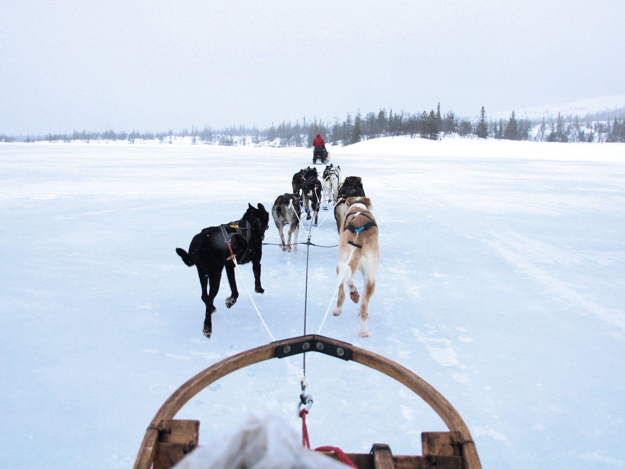 A sled team pulling a sled across a snowy landscape.