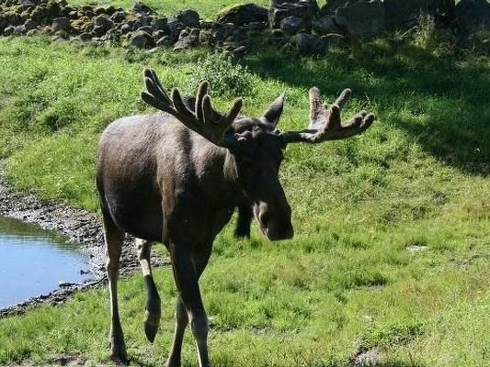 Een eland staat in een grasrijk gebied met water in de buurt.
