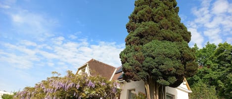 A house with a large coniferous tree in front, surrounded by lush greenery and purple flowers.