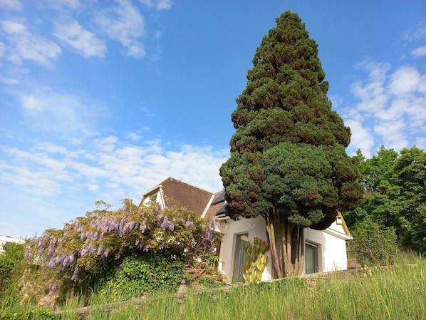 A house with a large coniferous tree in front, surrounded by lush greenery and purple flowers.