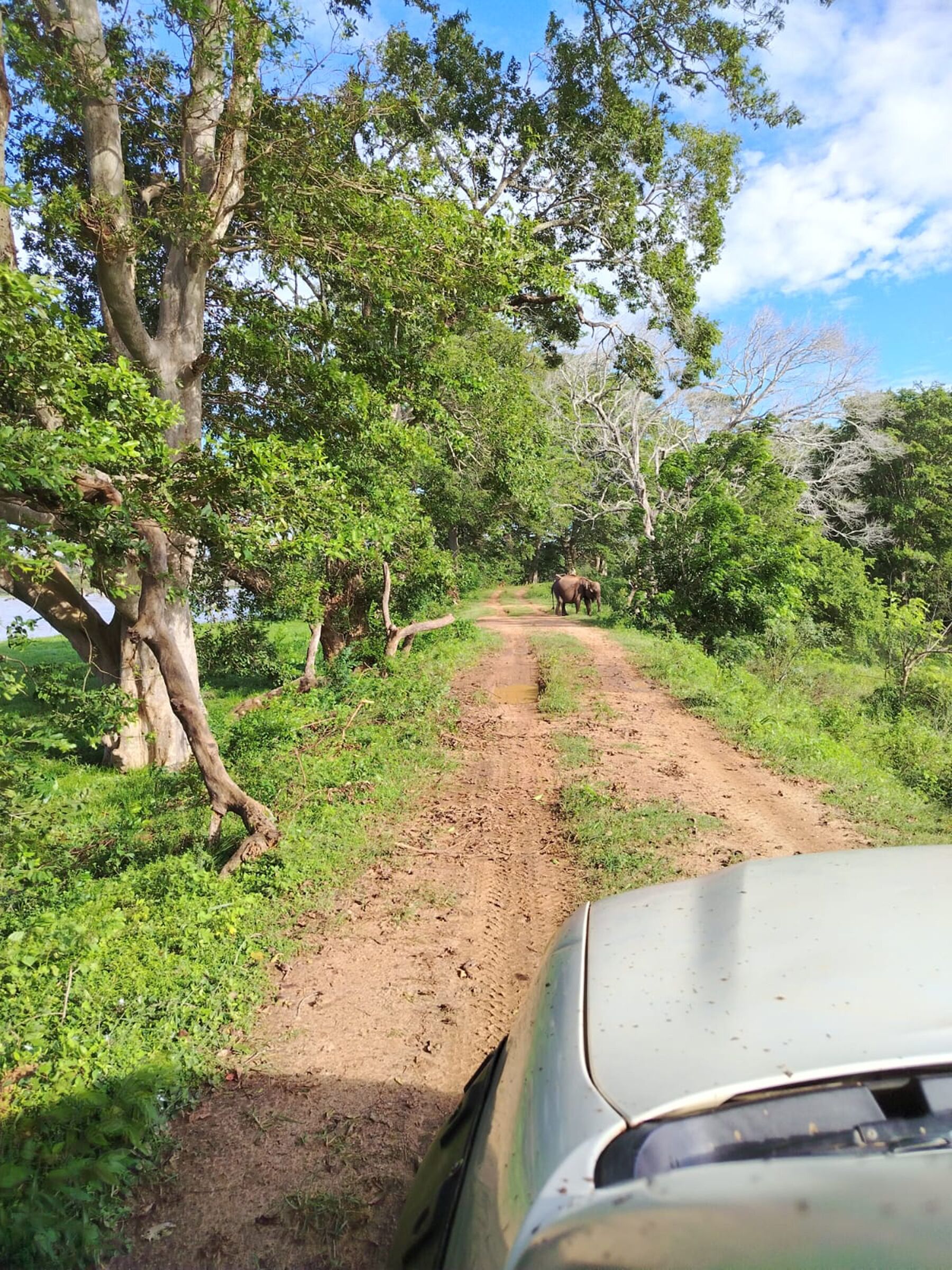 A dirt road flanked by trees and vegetation, leading to a distant elephant.