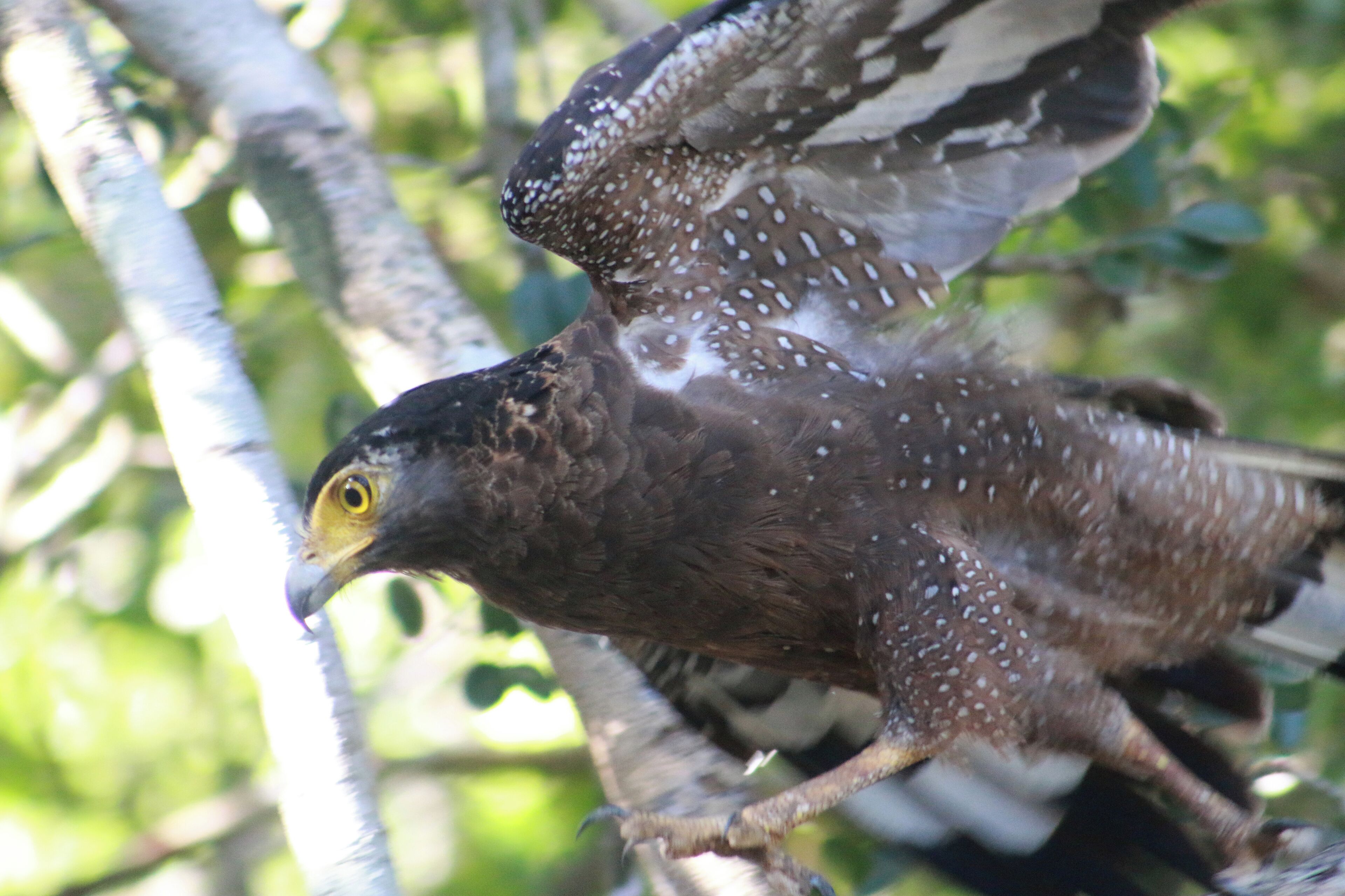 사파리
