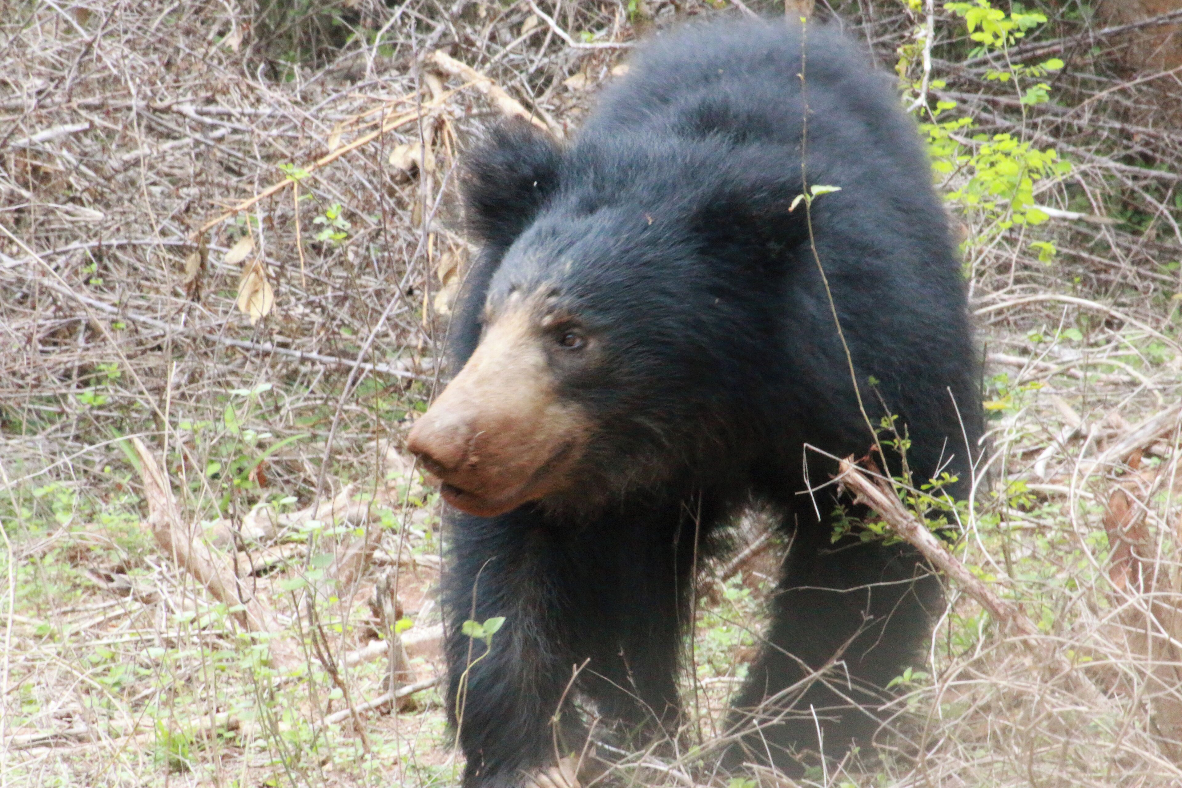 A bear in a natural setting with dense vegetation and branches.