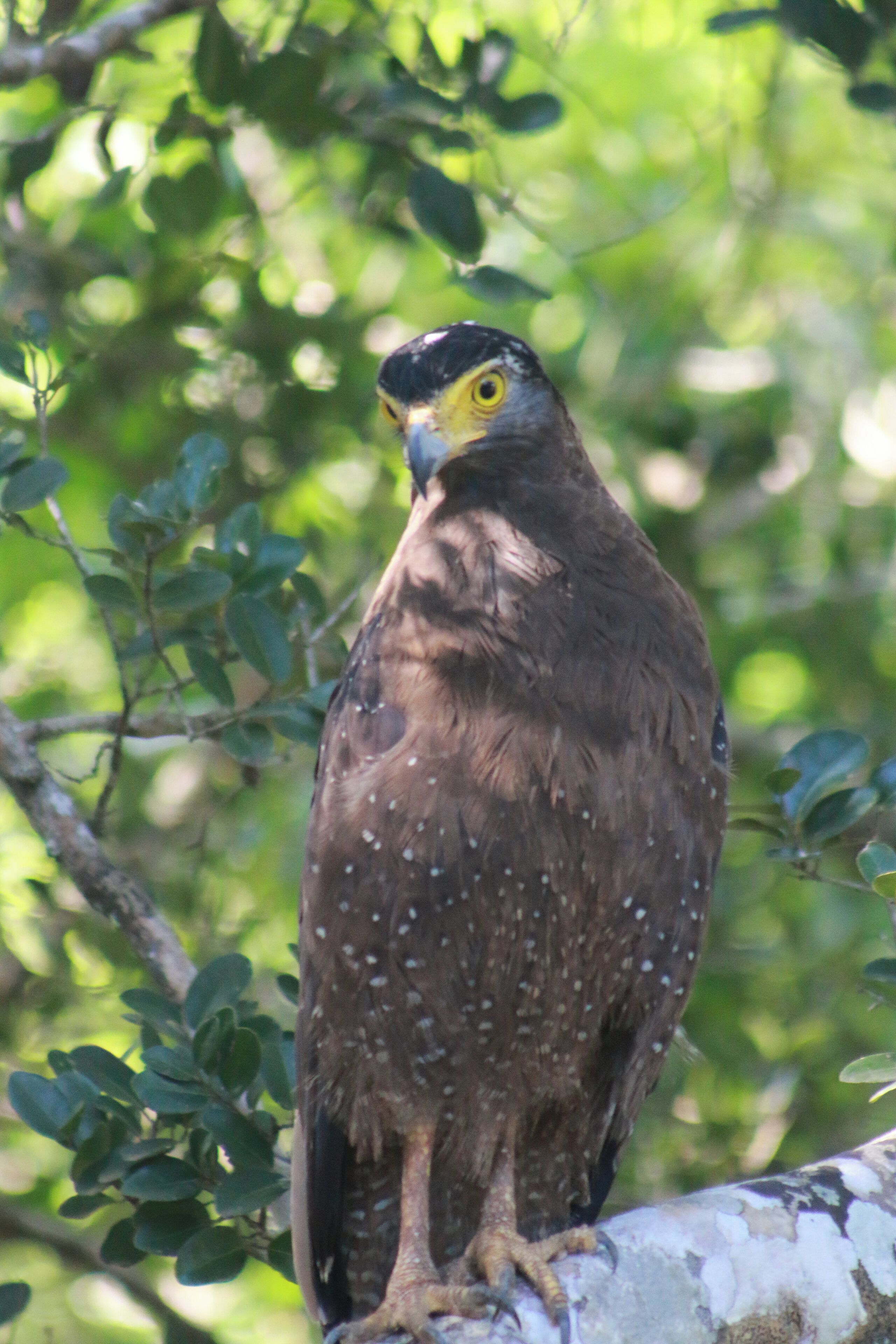 Un pájaro posado en una rama.
