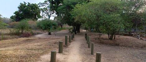 Un sendero de tierra que lleva a un árbol grande rodeado de árboles y arbustos más pequeños.